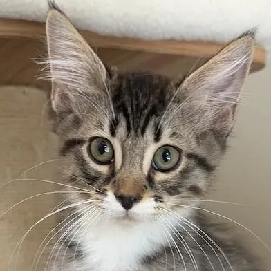 A baby small-sized male Domestic Medium Hair cat named Evan for adoption in Cumming, GA