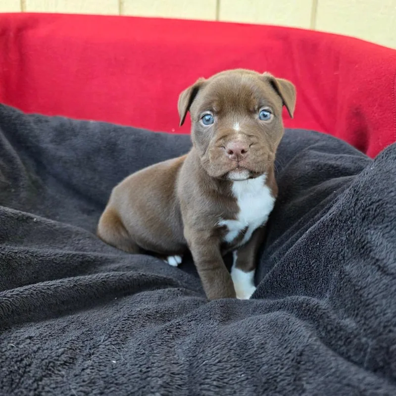 A baby small-sized male Brown / Chocolate Pit Bull Terrier dog named Noodle for adoption in Jackson, MO