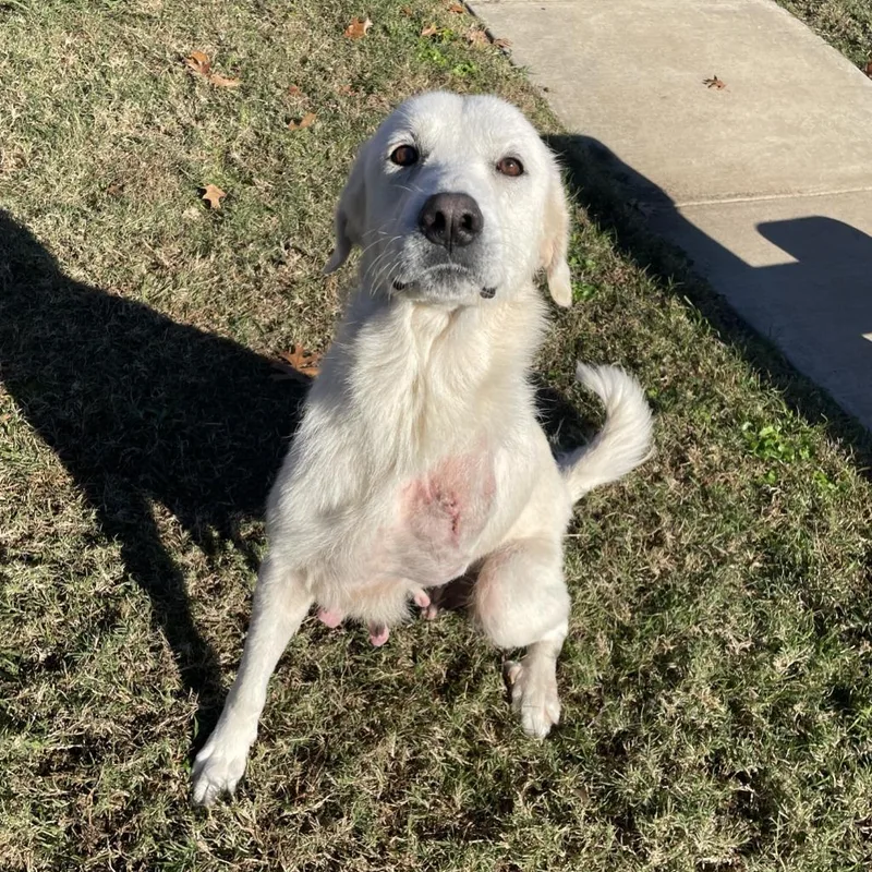 A young medium-sized female Great Pyrenees dog named Brie for adoption in Brenham, TX