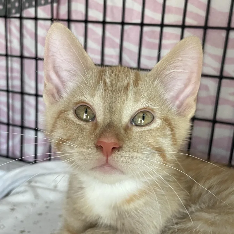 A baby small-sized male Orange / Red Domestic Short Hair cat named FireBird for adoption in Chicago, IL