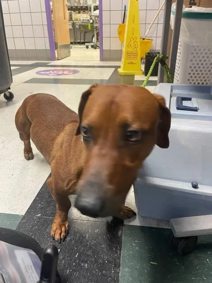 An adult medium-sized male Brown / Chocolate Dachshund dog named Charlie for adoption in El Paso, TX