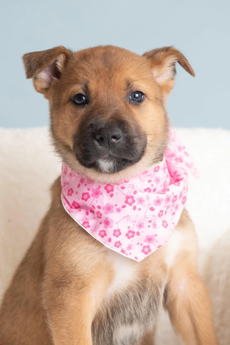 A baby large-sized female German Shepherd Dog dog named Vacay: Motel for adoption in Palo Alto, CA
