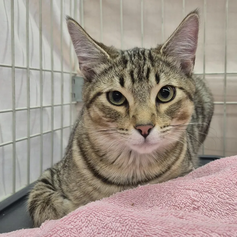 A young large-sized male Tabby (Brown / Chocolate) Domestic Short Hair cat named Espeon for adoption in Albuquerque, NM