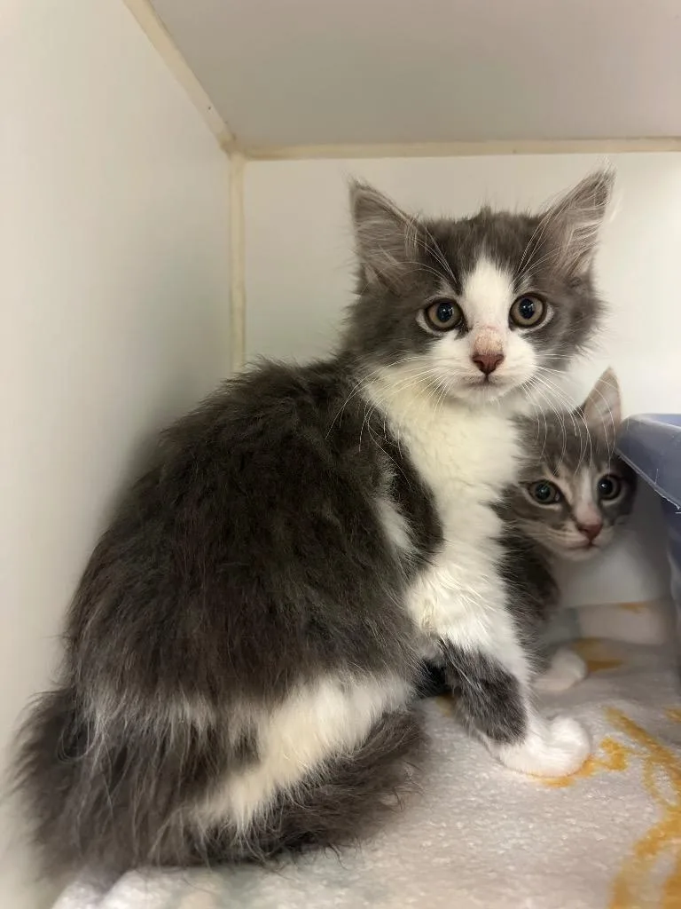 A baby small-sized male Domestic Long Hair cat named Mr. Bean for adoption in Johnson City, TN