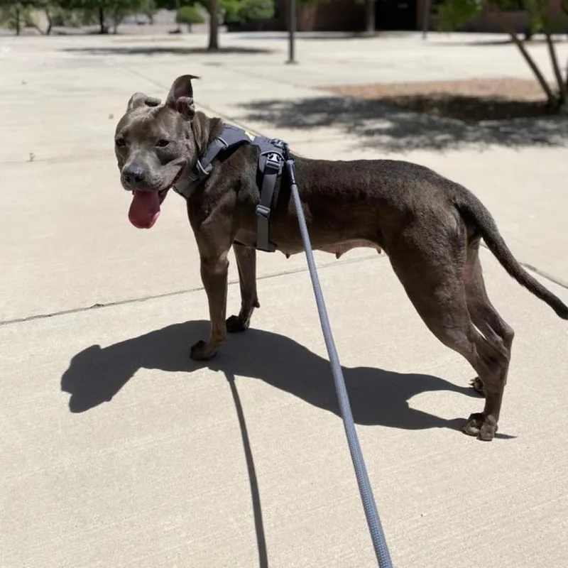 A senior medium-sized female Gray / Blue / Silver Mixed Breed dog named Sweetie for adoption in Las Cruces, NM