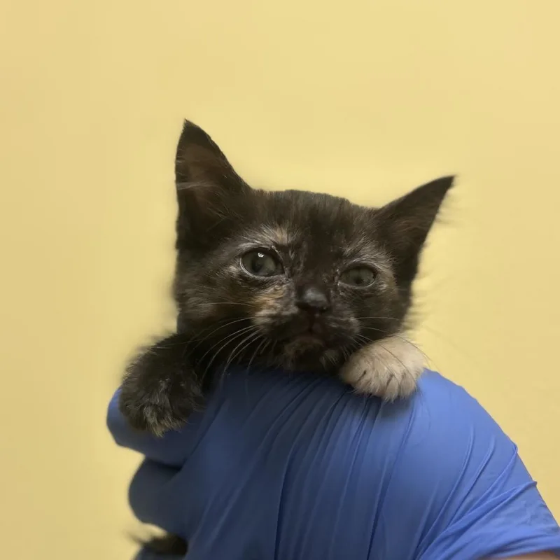 A baby small-sized female Tortoiseshell Domestic Short Hair cat named Celeste for adoption in Charlottesville, VA