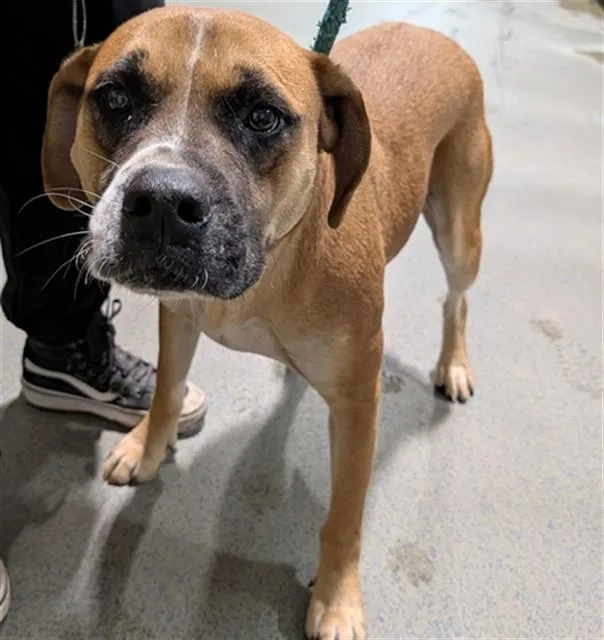 An adult large-sized male Pit Bull Terrier dog named Ron for adoption in Bakersfield, CA