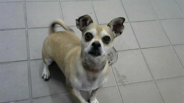 An adult small-sized female Chihuahua dog named Karema for adoption in Albuquerque, NM