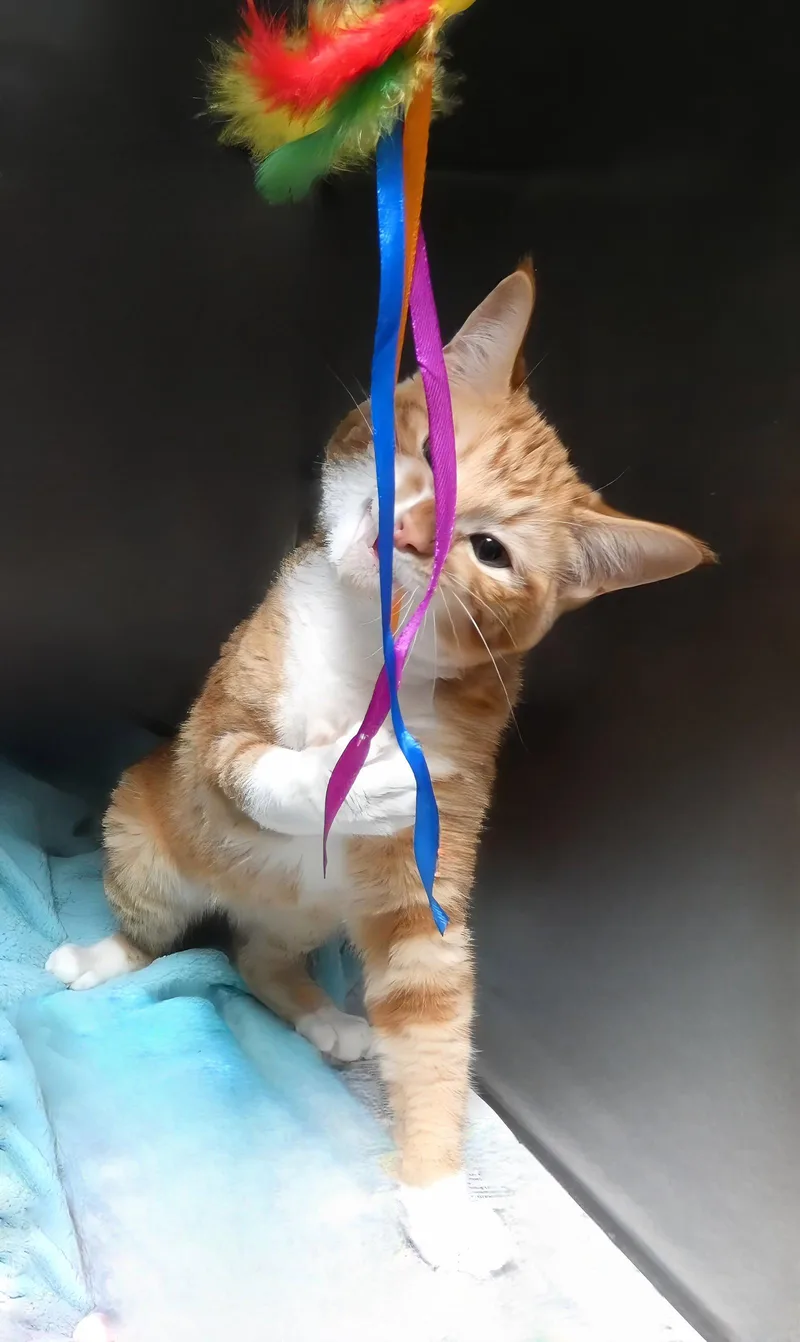 A baby medium-sized male Orange / Red Domestic Short Hair cat named Samson for adoption in Pasadena, CA