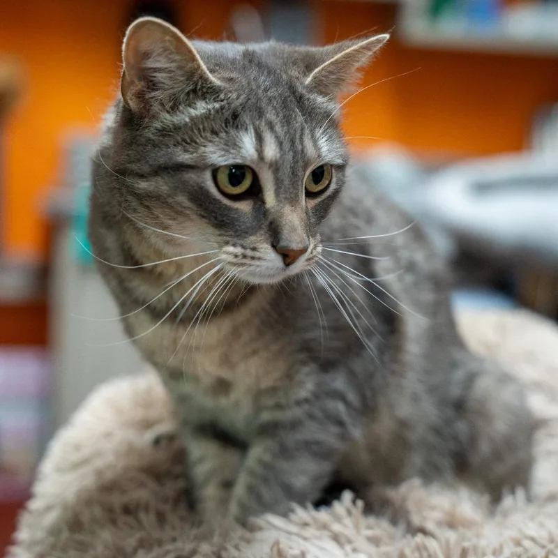 A young large-sized male Gray / Blue / Silver Domestic Short Hair cat named Wilson for adoption in Gainesville, GA