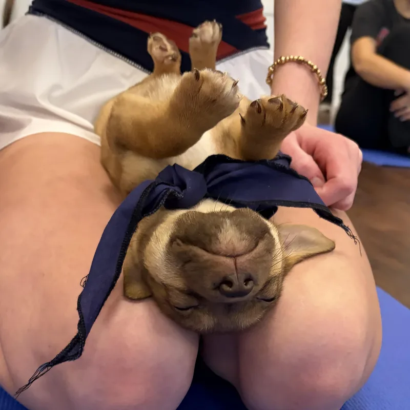 Kookaburra thumbnail 2