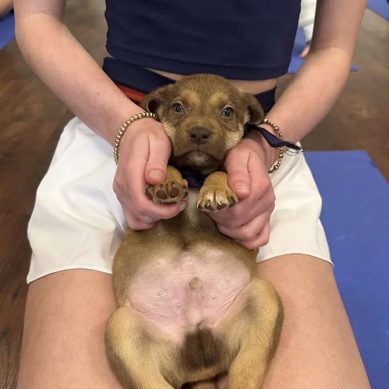 Kookaburra thumbnail 5