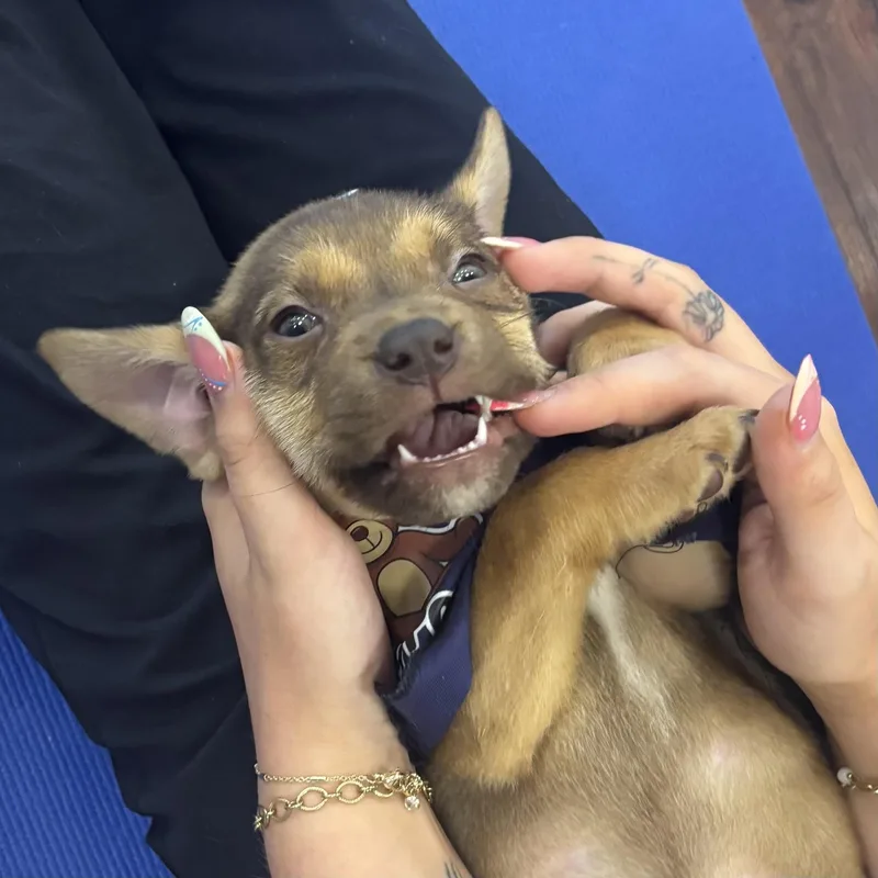 A baby medium-sized male Yellow / Tan / Blond / Fawn Hound dog named Kookaburra for adoption in Columbia, SC