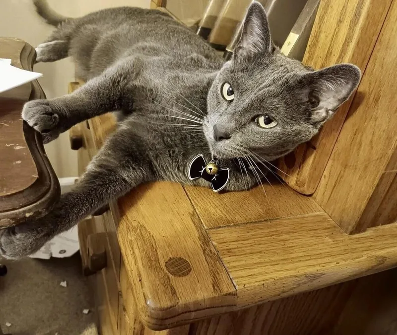An adult medium-sized male Russian Blue cat named Stormie for adoption in Little Rock, AR