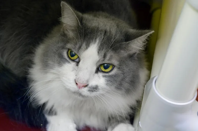 An adult medium-sized female Gray & White Domestic Long Hair cat named Floof for adoption in Sanford, FL