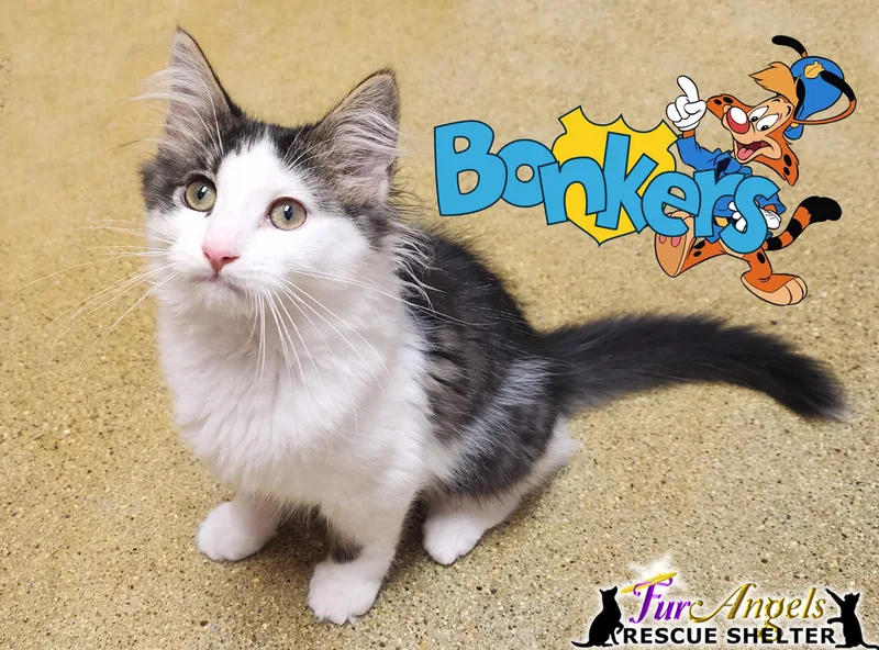 A baby large-sized male Black Domestic Long Hair cat named Bonkers for adoption in Toledo, OH