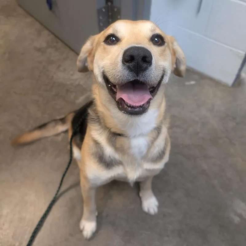 A baby medium-sized female Yellow / Tan / Blond / Fawn Mixed Breed dog named Papaya for adoption in Independence, KS