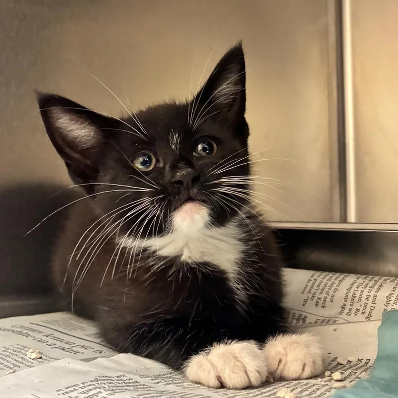 A baby small-sized male Black Domestic Short Hair cat named Taz for adoption in Columbus, GA