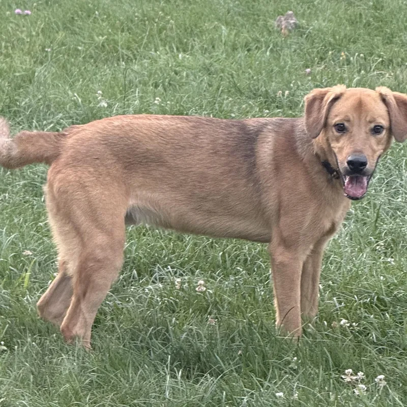 A young medium-sized male Apricot / Beige Yellow Labrador Retriever dog named Sarge for adoption in Carver, MA