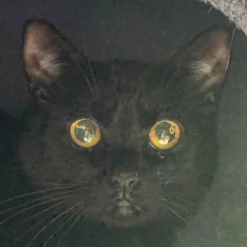 An adult large-sized female Black Domestic Short Hair cat named Patty Bonded W Mini for adoption in Kennebunk, ME