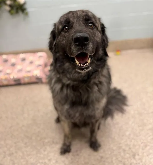 An adult large-sized male Anatolian Shepherd dog named Squash for adoption in Brighton, CO