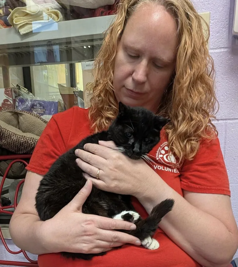 A senior medium-sized male Black Domestic Short Hair cat named Ozzy Vangogh for adoption in Elyria, OH