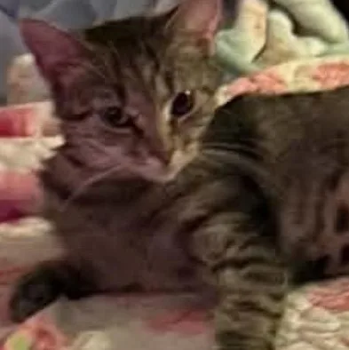 A young medium-sized female Tabby (Gray / Blue / Silver) American Shorthair cat named Hannah Banana for adoption in Newark, NJ