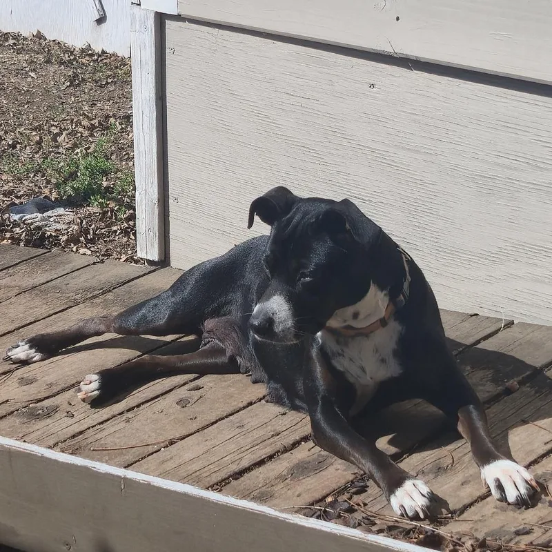 An adult medium-sized female Black Mixed Breed dog named Maple for adoption in San Antonio, TX