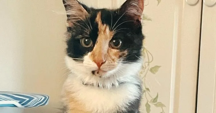 A young medium-sized female Calico cat named Mollie for adoption in Wendell, NC