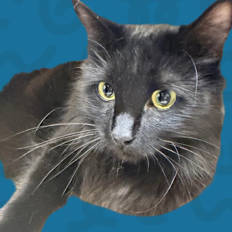 A young large-sized male Black Domestic Medium Hair cat named Quest for adoption in Reno, NV