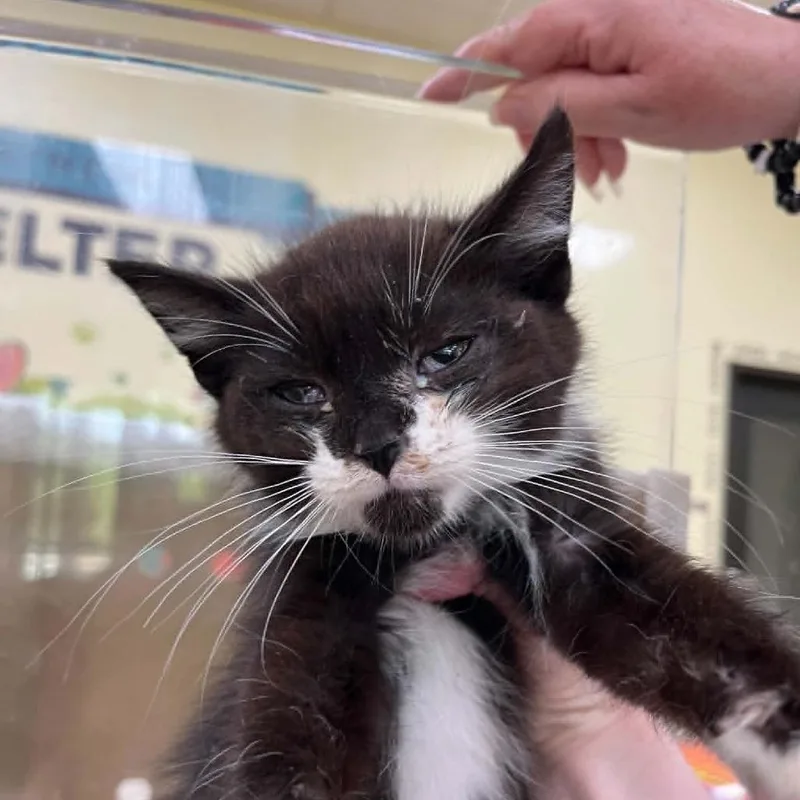 A baby small-sized male Black Domestic Short Hair cat named Svasstray for adoption in Lyndhurst, VA