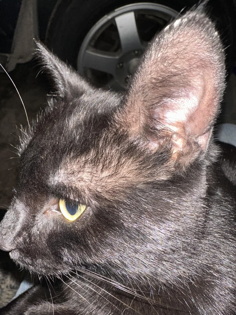 Pepper Jax thumbnail 2