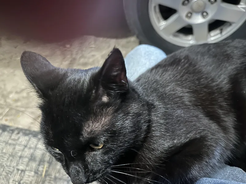 Pepper Jax thumbnail 3