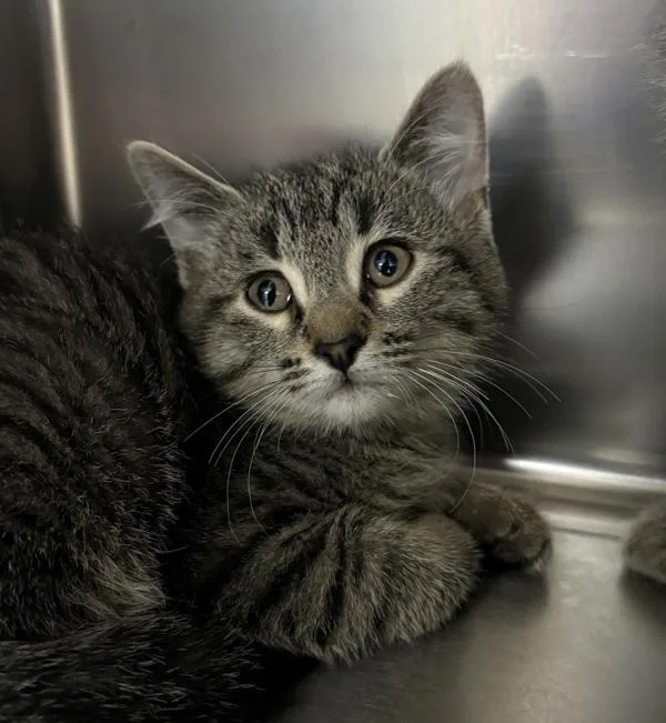 A baby medium-sized female Domestic Short Hair cat named Hawk for adoption in Sioux City, IA