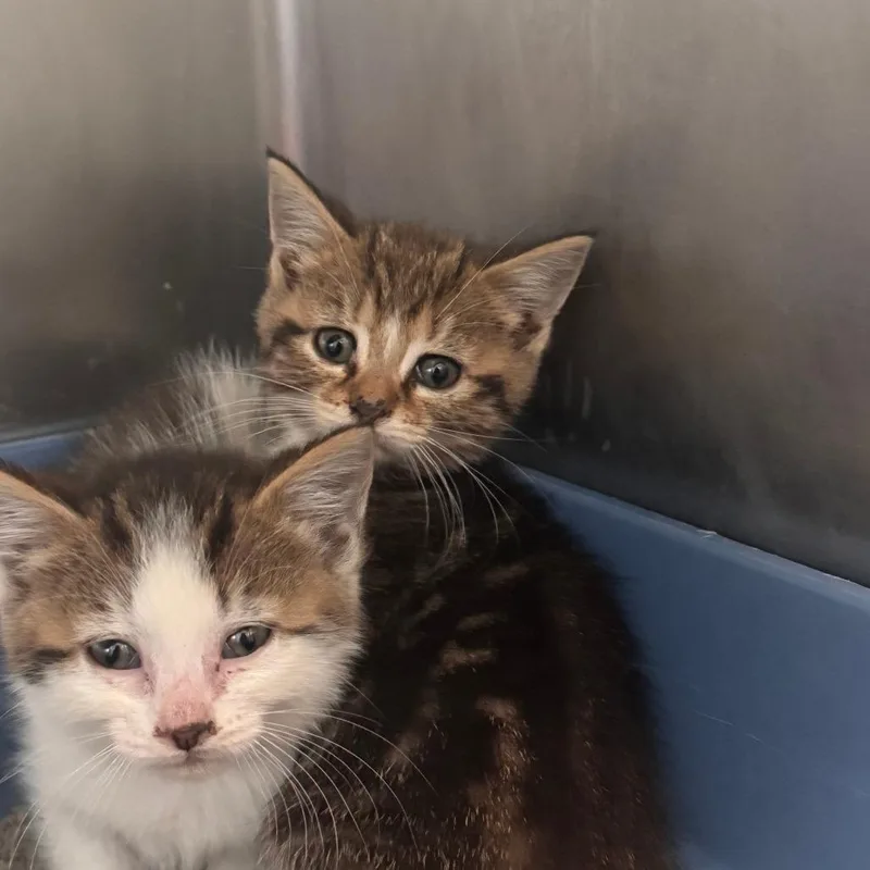 A baby small-sized female Brown / Chocolate Domestic Short Hair cat named Salamander for adoption in South Haven, MI