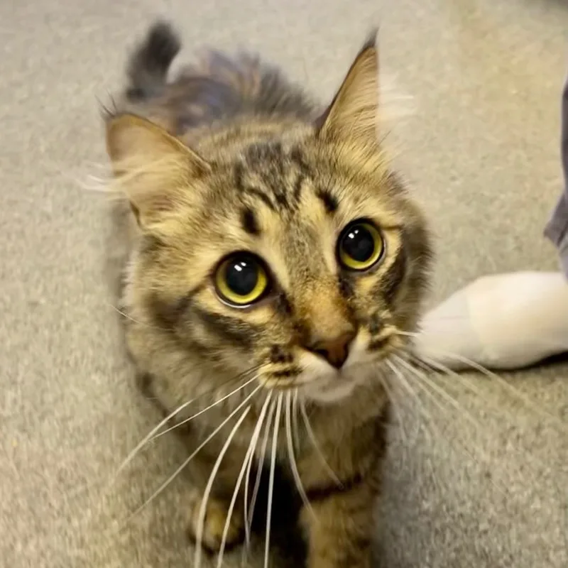 Cameron The Cutie thumbnail 2