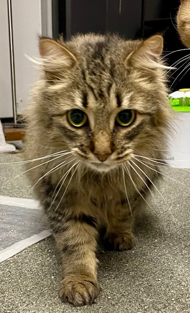 Cameron The Cutie thumbnail 3