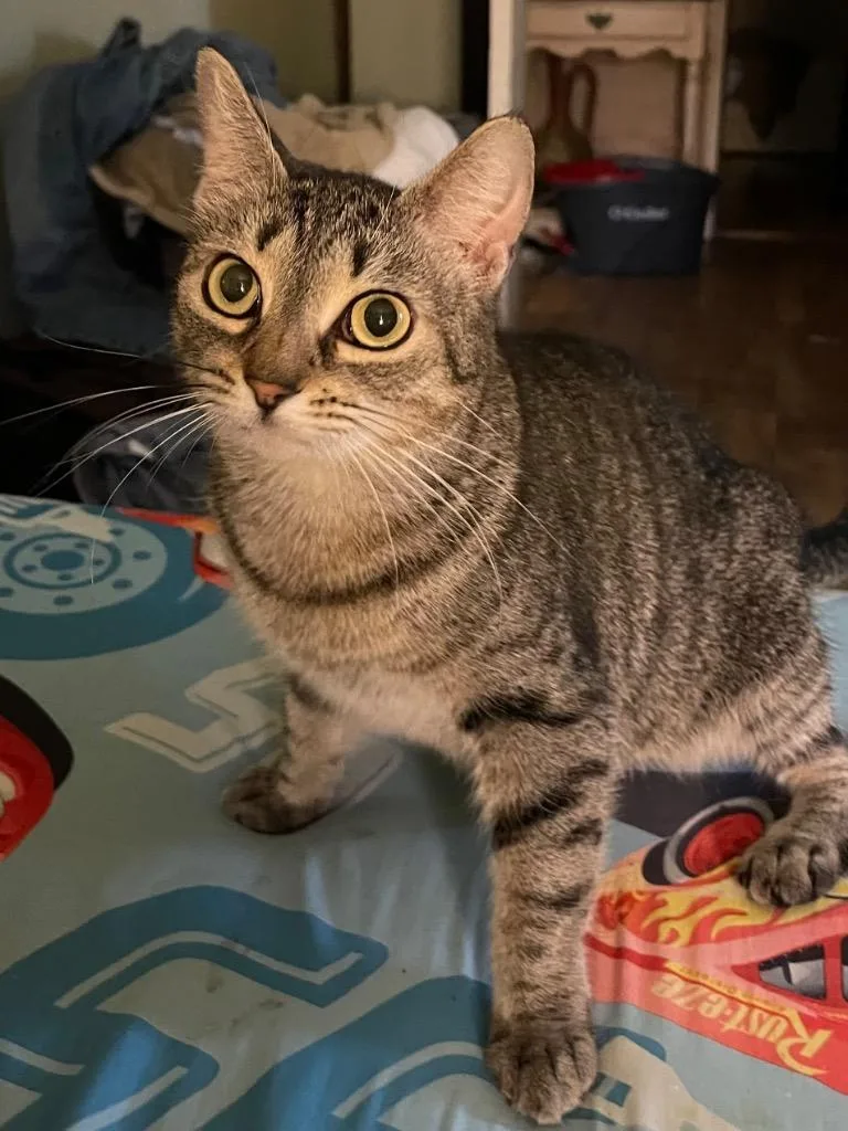 An adult small-sized female Tabby cat named Gracie for adoption in Brookhaven, MS