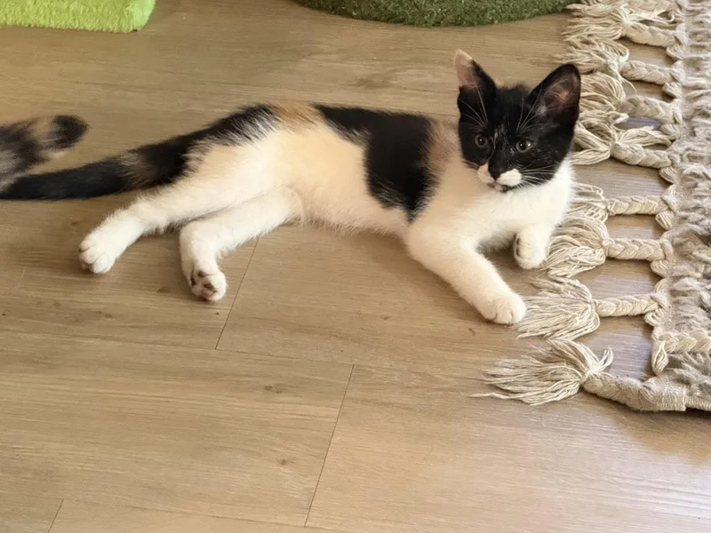 A baby medium-sized female Calico cat named Greta for adoption in Vacaville, CA