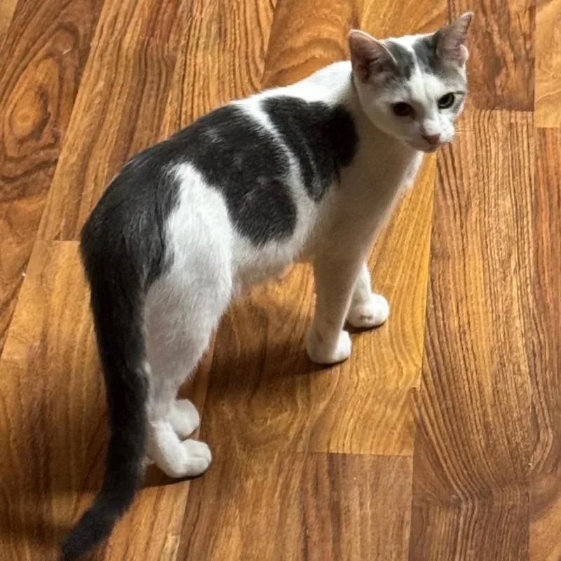 A baby medium-sized male Domestic Short Hair cat named Tiddleywinks for adoption in San Antonio, TX