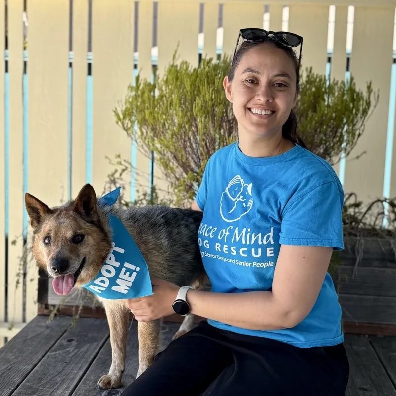 A senior medium-sized male Brown / Chocolate Cattle Dog dog named Chicken Nugget for adoption in Pacific Grove, CA