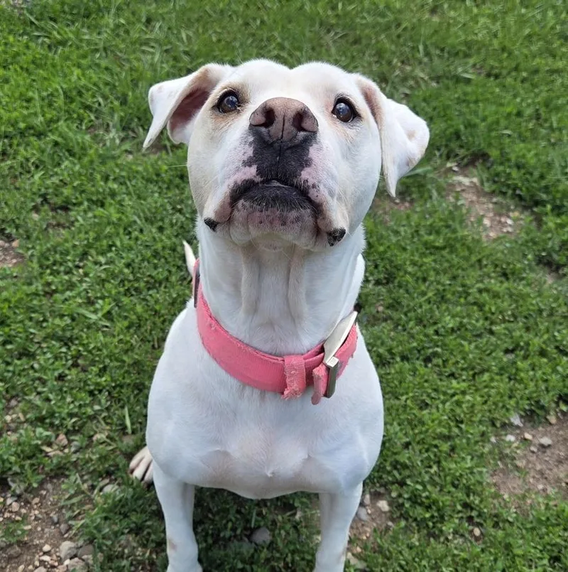 An adult medium-sized female White / Cream Pit Bull Terrier dog named Rosa for adoption in Park Rapids, MN