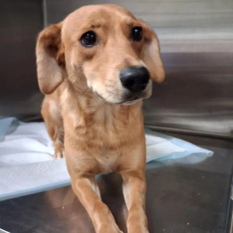 An adult medium-sized female Brown / Chocolate Mixed Breed dog named LadyBug for adoption in Pauls Valley, OK