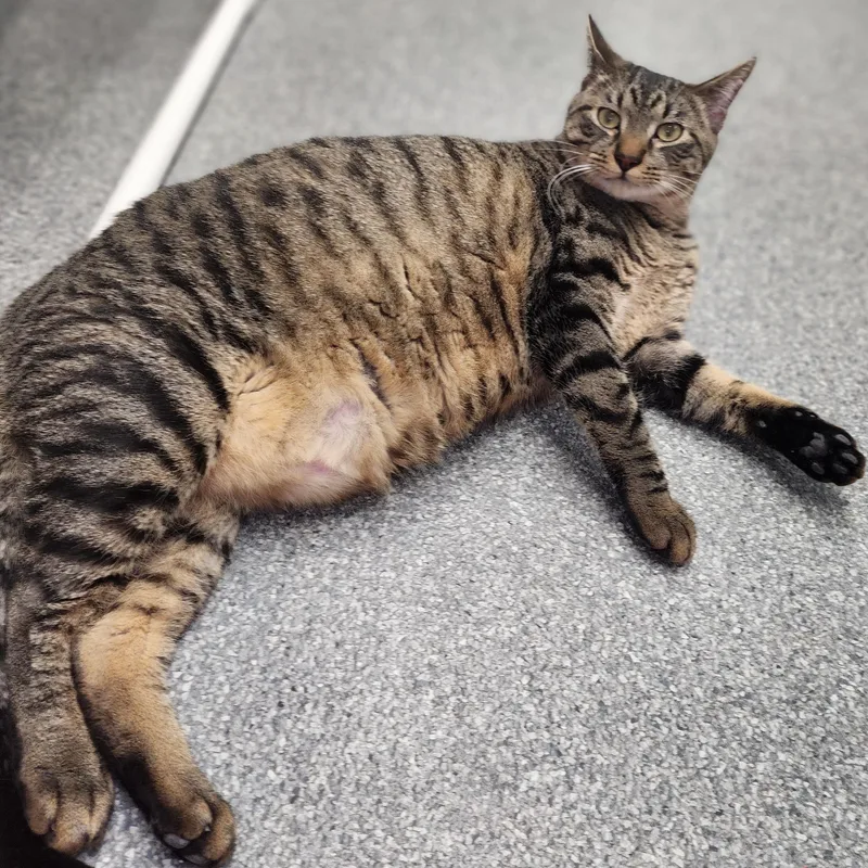 A young extra large-sized male Tabby (Brown / Chocolate) Domestic Short Hair cat named Pablo for adoption in Beulah, MI