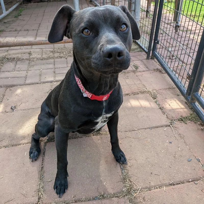 An adult medium-sized male Black Retriever dog named Johnny for adoption in Fairfax Station, VA