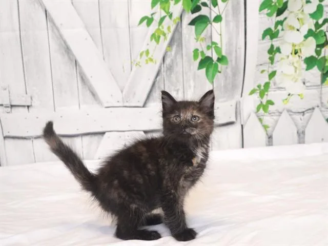 A baby small-sized female Domestic Short Hair cat named Lady Bug for adoption in Oroville, CA