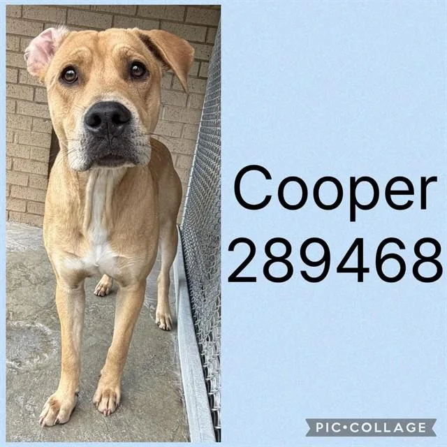A young medium-sized male Mixed Breed dog named Cooper for adoption in Macon, GA