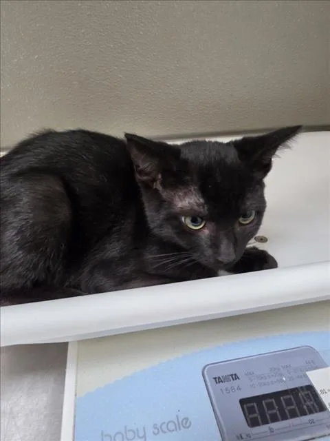 A baby small-sized male Domestic Short Hair cat named Stanley for adoption in Tracy, CA