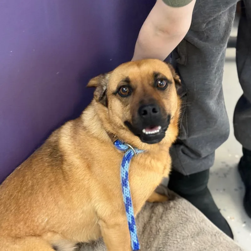 An adult medium-sized female Yellow / Tan / Blond / Fawn Mixed Breed dog named Honey for adoption in Park City, UT