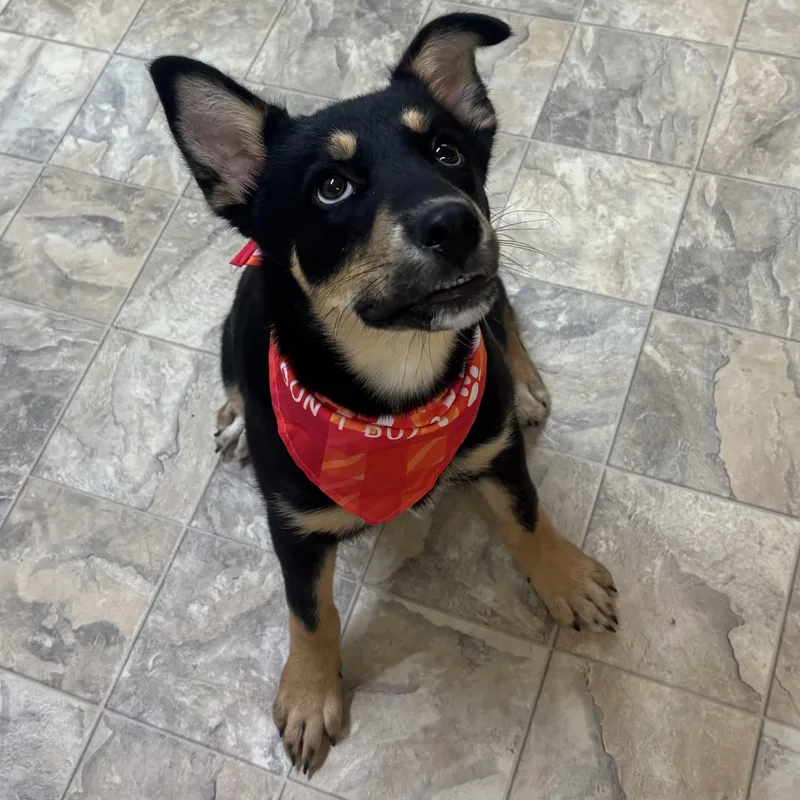 A young large-sized female Bicolor Rottweiler dog named Lyra for adoption in Pilot Point, TX